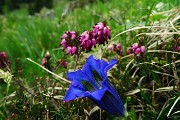 18 Genziana di Clusius (Gentiana Clusii) con erica